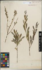 Foto von Salix purpurea L.
